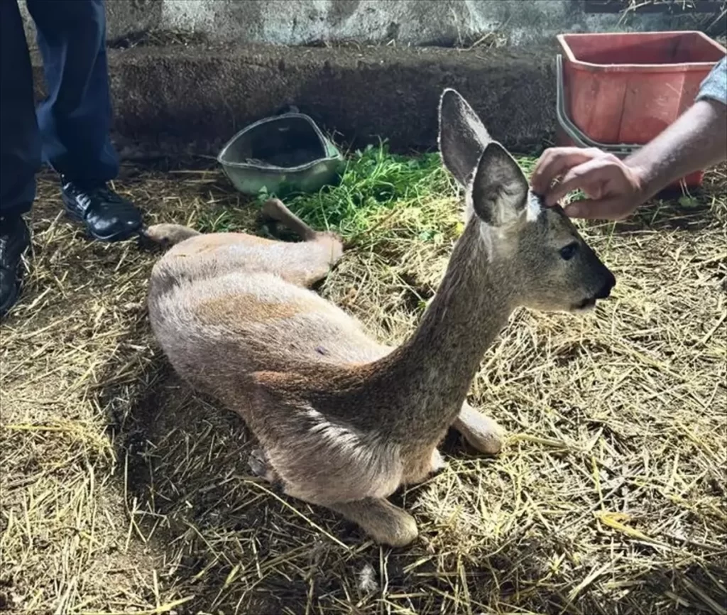 Yaralı Karaca Tedavi Altında