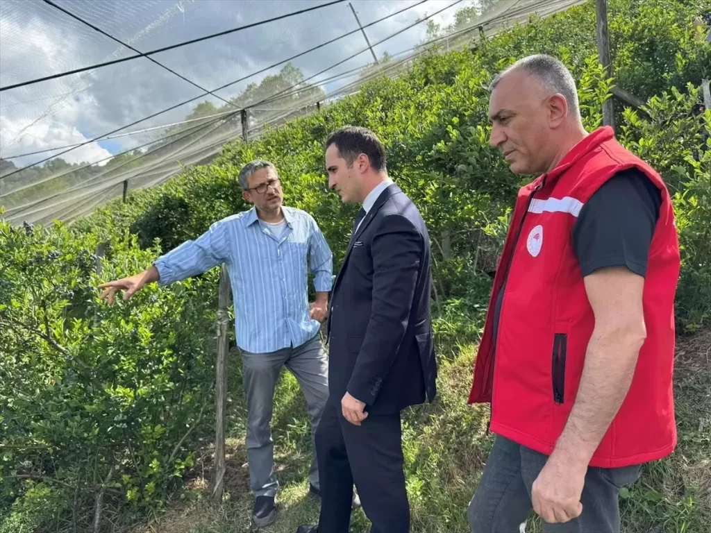 Samsun'da Yaban Mersini Bahçesi Kuruluyor