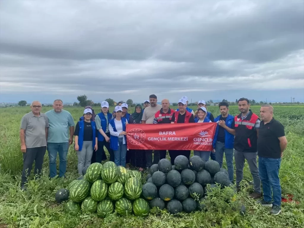 Samsun'da Gençler Karpuz Hasatında Gönüllü Oldu