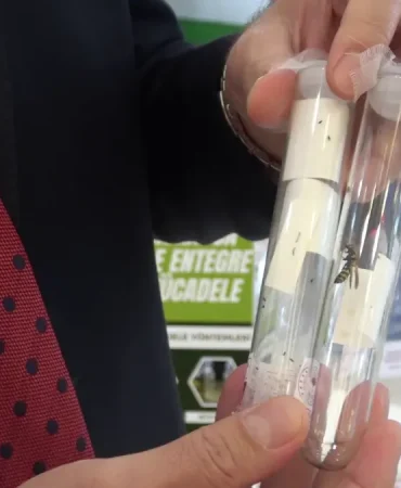 Samuray Arıları ile Kahverengi Kokarca Mücadelesi