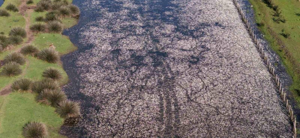 Baharın güzelliği deltada: Su papatyaları ve mandalarıyla ziyaretçilerin ilgi odağı