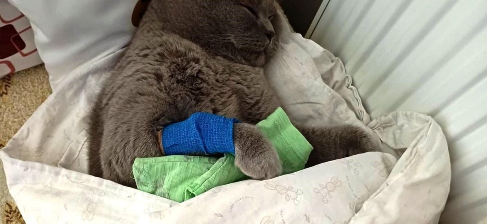 Kuduz aşısı sonrası kedileri ölen aile şikayetçi oldu