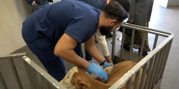 OMÜ Hayvan Hastanesi 2025