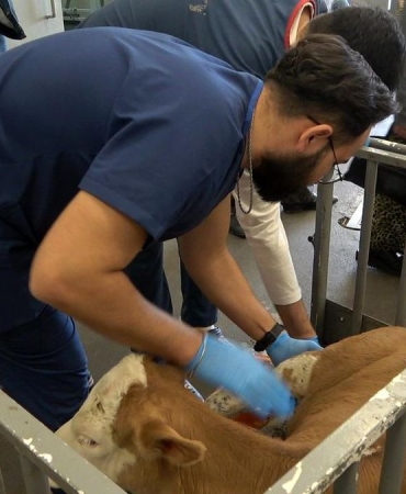 OMÜ Hayvan Hastanesi 2025