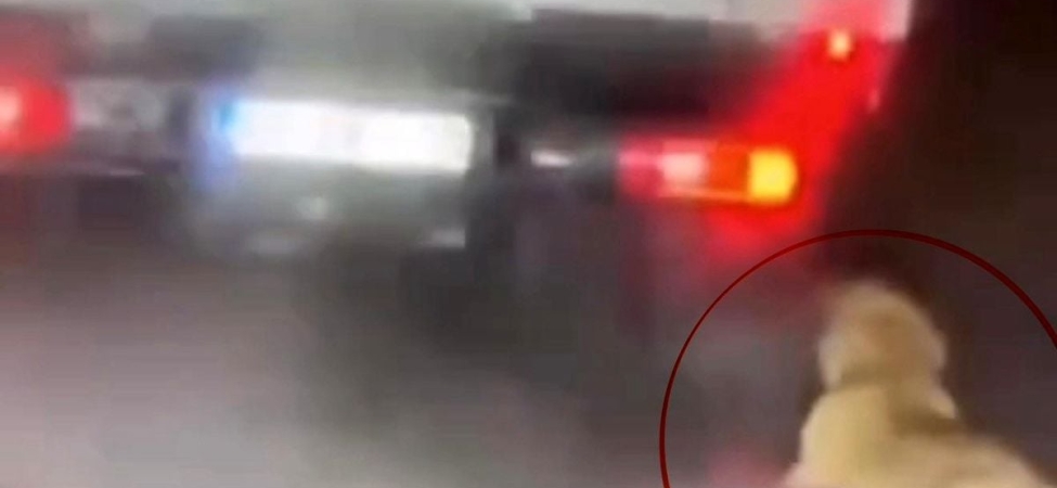 Köpeği kamyonetin arkasında sürükleyen şahıs gözaltına alındı