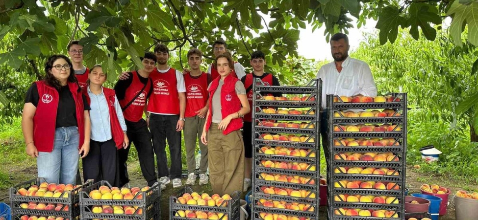 Çarşamba’da ‘Gönüllü Hasat Etkinliği’