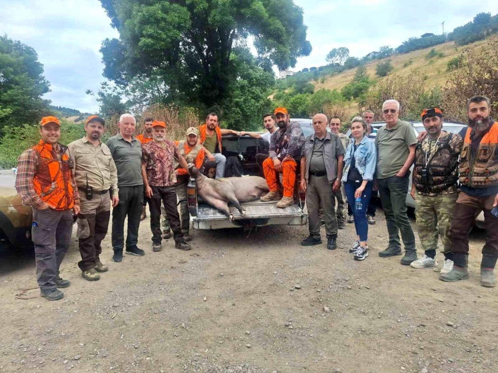 Fındık sezonu öncesi domuz alarmı: Avcılar harekete geçti