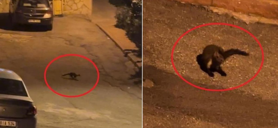 Hava kararınca mahalleye iniyorlar! Sayıları giderek artıyor