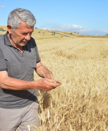 Havza ilçesinde 107 bin 250 ton hububat rekoltesi bekleniyor