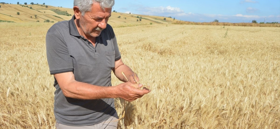 Havza ilçesinde 107 bin 250 ton hububat rekoltesi bekleniyor