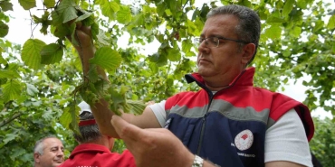 Samsun’da 2026 Yılı Fındık Rekolte Tahmini İçin Arazi Çalışmaları Tamamlandı