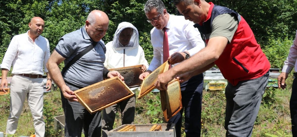 Samsun’da coğrafi işaretli Salıpazarı kestane balında hasat başladı
