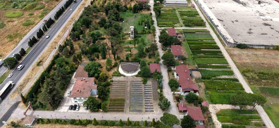 Samsun