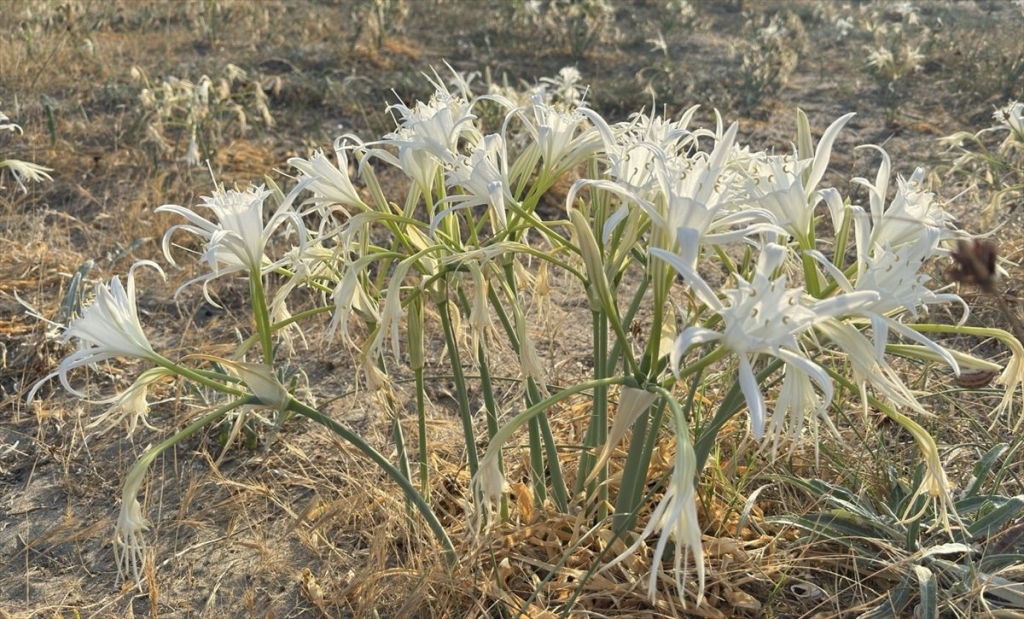 Alaçam