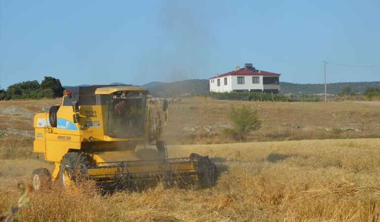 Havza’da Buğday Pazarı Hareketlendi, 25 Bin Ton İşlem Bekleniyor