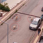 Atakum’da başıboş köpek tedirginliği