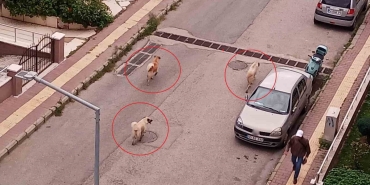 Atakum’da başıboş köpek tedirginliği