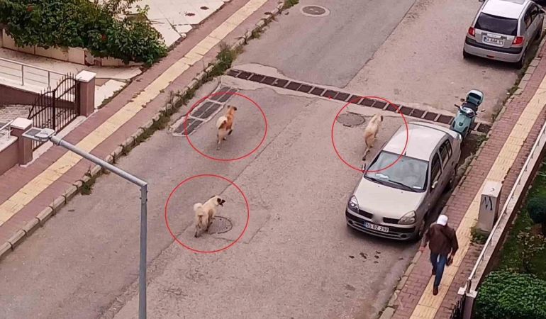 Atakum’da başıboş köpek tedirginliği
