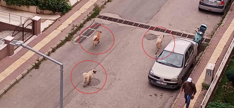 Atakum’da başıboş köpek tedirginliği
