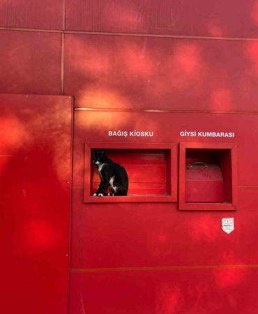 Kan Bağışı Kioskuna Kedi Ziyareti