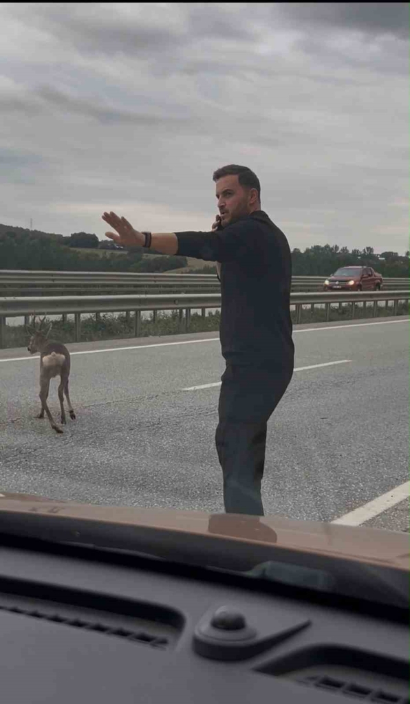 Samsun-Ankara kara yolunda yaralı geyiği gören aile aracını durdurup yardım etti
