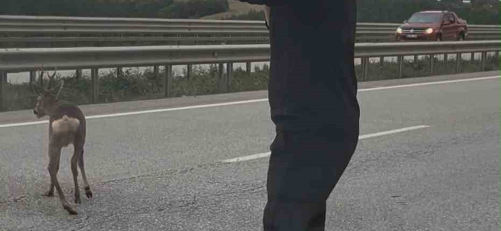 Samsun-Ankara kara yolunda yaralı geyiği gören aile aracını durdurup yardım etti