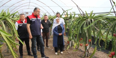 Samsun’da fındığa alternatif ürün: Ejder meyvesi