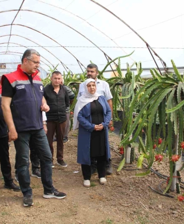 Samsun’da fındığa alternatif ürün: Ejder meyvesi