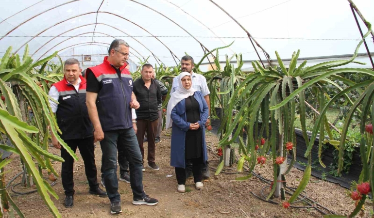 Samsun’da fındığa alternatif ürün: Ejder meyvesi
