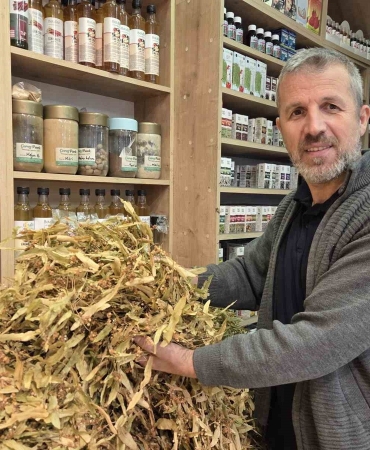 Ihlamurda bolluk fiyatı düşürdü, çiçekli ıhlamurun kilosu 1500 TL oldu