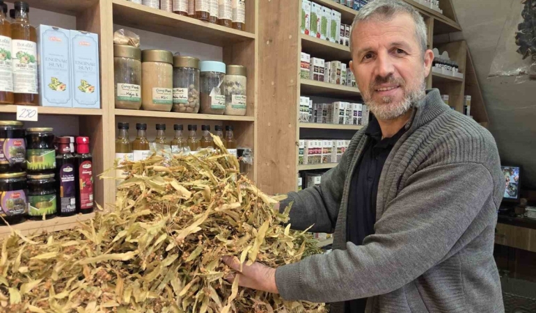Ihlamurda bolluk fiyatı düşürdü, çiçekli ıhlamurun kilosu 1500 TL oldu