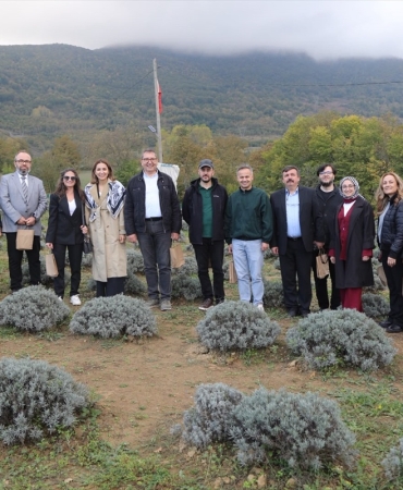 Samsun Kavak