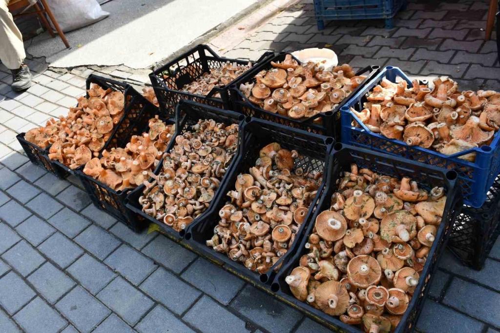 Samsun Vezirköprü